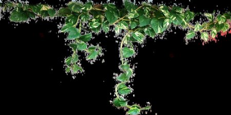 藤条植物图片免抠png透明图层素材