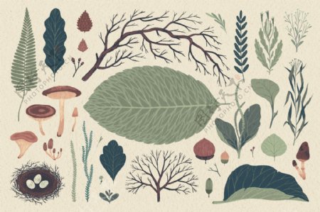 手绘各种各样形态植物树叶psd源文件