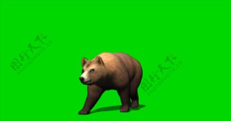 熊绿屏抠像视频素材