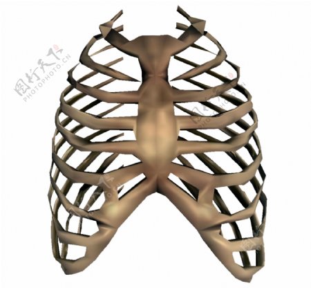 3d人体肋骨图片免抠psd透明素材