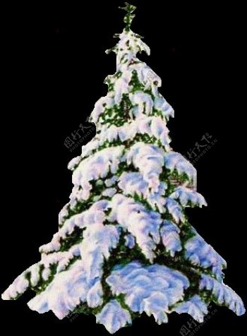 被雪覆盖的圣诞树元素