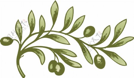 橄榄枝png免抠素材