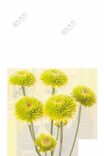 黄色菊花透明素材