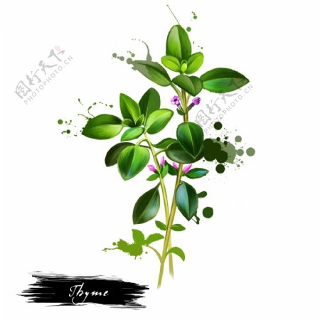 手绘水彩植物花朵绿叶psd源文件