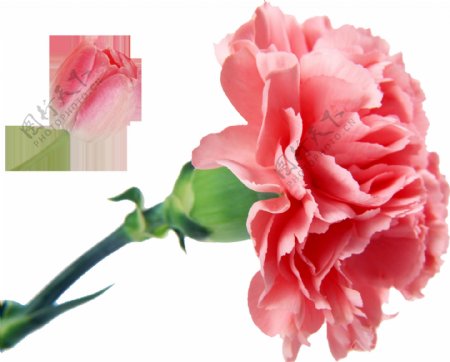 芬芳粉色花朵卡通透明素材