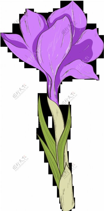 一朵美丽绽放的紫色花透明花朵素材