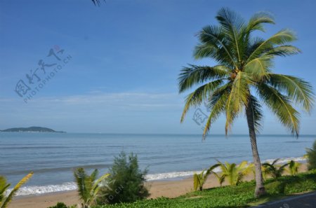 海南三亚椰树