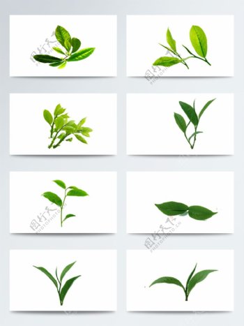 各种形状的绿茶叶子PNG元素