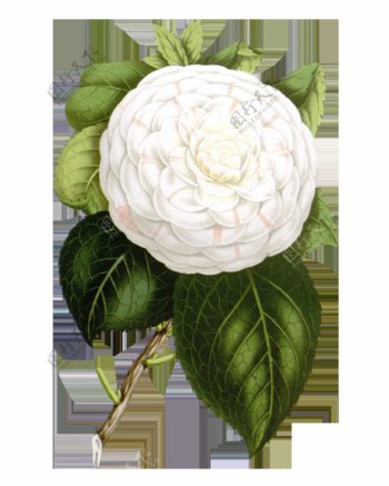 高清白色茶花花朵装饰元素设计