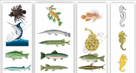 鱼类矢量素材鱼类观赏鱼