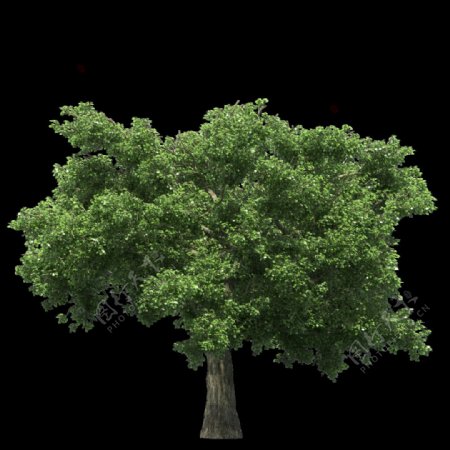 绿色茂密大树png元素