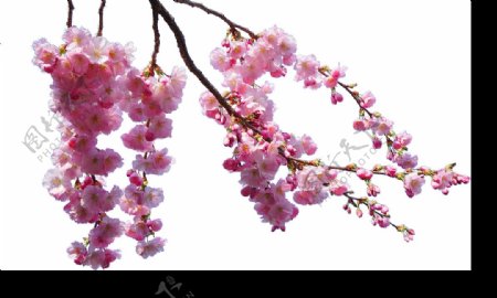 清新花枝樱花装饰元素