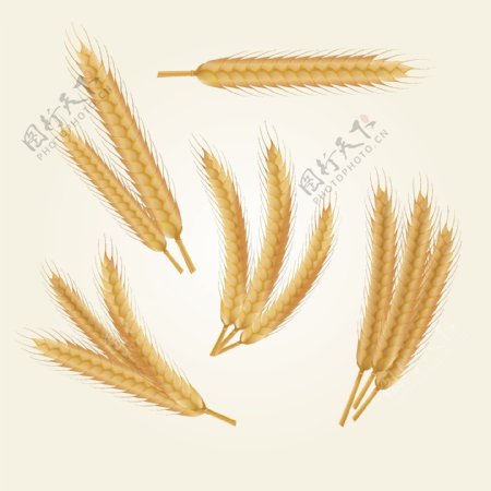 5款金色长小麦插画素材