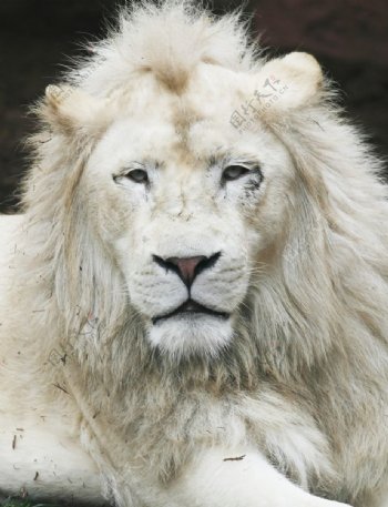 白色狮子素材