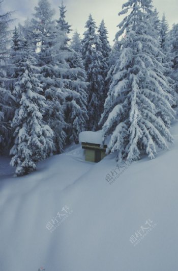雪中的松树林