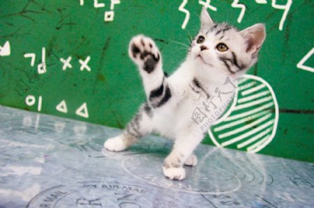 美短起司猫可爱动漫起司猫摄影图