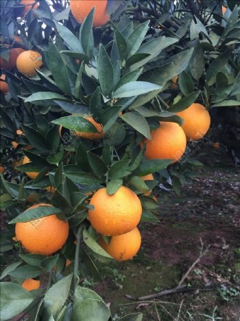 金堂脐橙树梢上的脐橙橙子