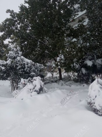 树下雪景