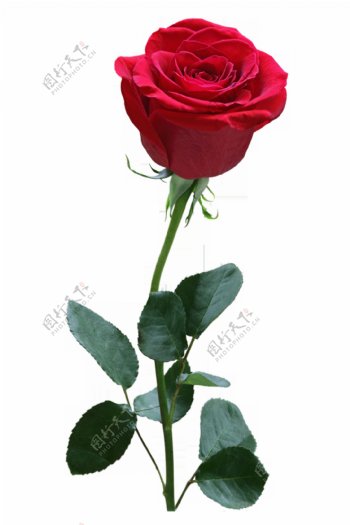 情人节常见玫瑰花装饰素材