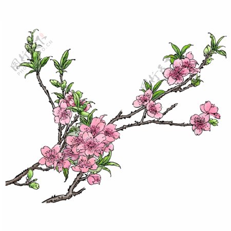 春天粉色手绘水彩风格桃花树枝元素