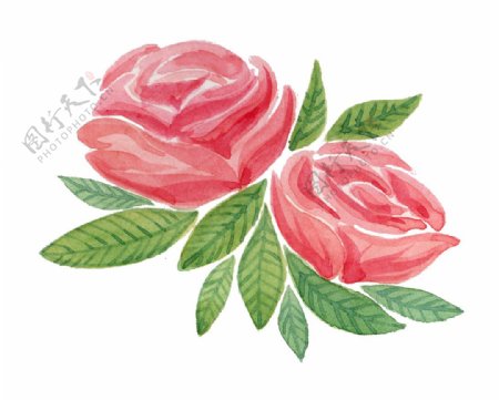 水彩玫瑰花