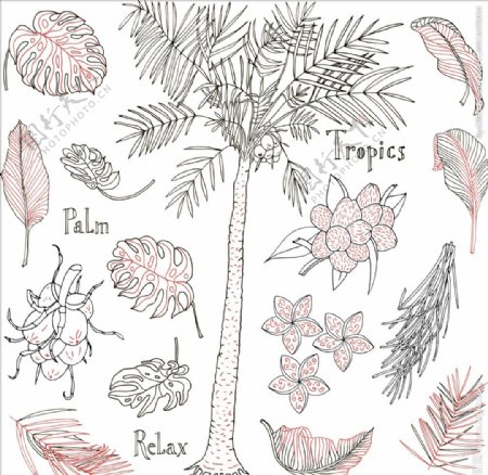 线描热带植物树叶矢量图下载