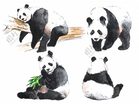 水彩绘国宝熊猫插画