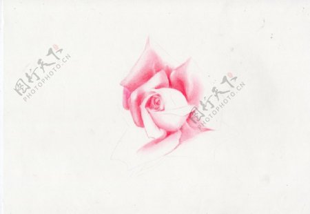 彩铅花卉粉色玫瑰