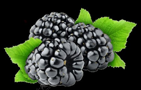 黑树莓水果野果美味酸甜
