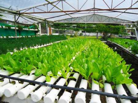 温室管道有机蔬菜种植