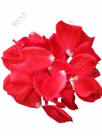 玫瑰花瓣素材红色