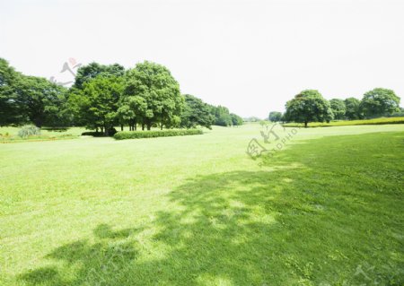 公园的大草坪