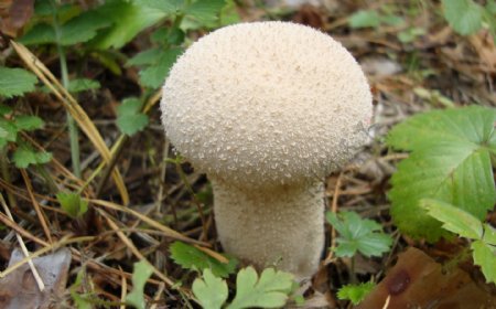 白色蘑菇朵