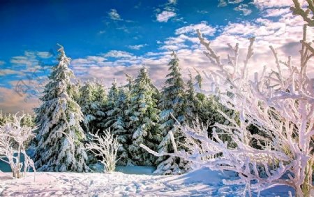 树木雪景风景