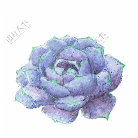 蓝色多肉植物一朵盛开的花朵免抠图