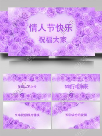 情人节粉紫色玫瑰文字展示ae模板
