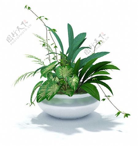 绿色植物组合盆景3d模型