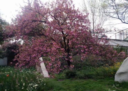 粉红树