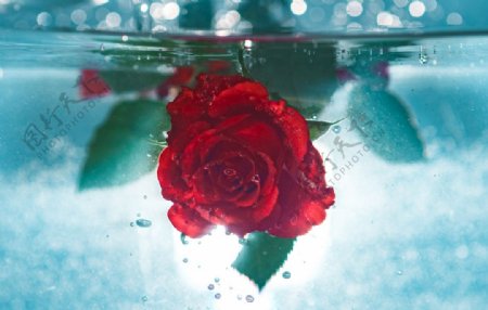 水中玫瑰