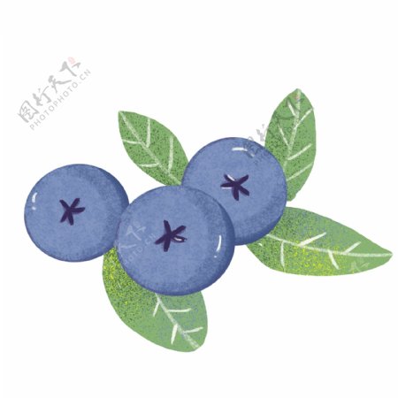 水果插画蓝莓PNG元素