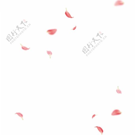 粉色漂浮的桃花瓣免扣