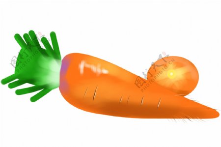 新鲜的食材胡萝卜插画