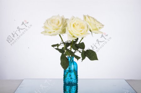白色玫瑰花特写摄影图