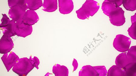 紫色的花瓣商用背景图