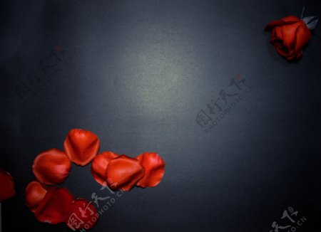 玫瑰花瓣摄影图片