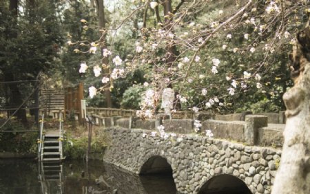 河上砖桥樱花