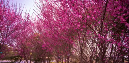春游之桃花的盛开季节