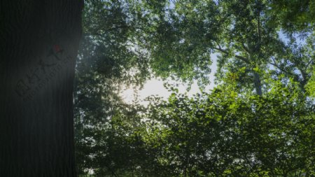 阳光穿过绿色丛林树木高清图片