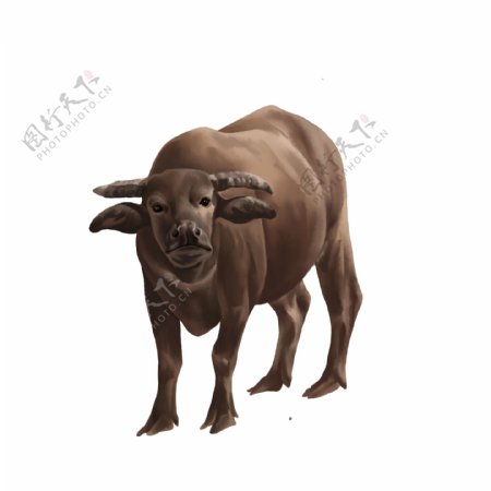 水牛手绘写实水牛黄牛大牛