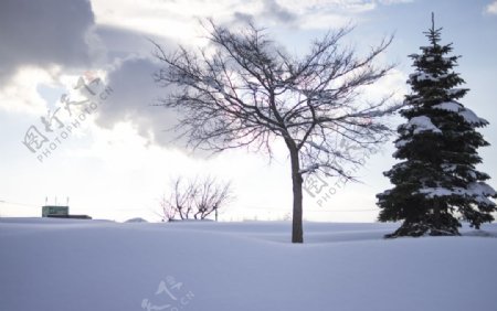 青松枯树雪景